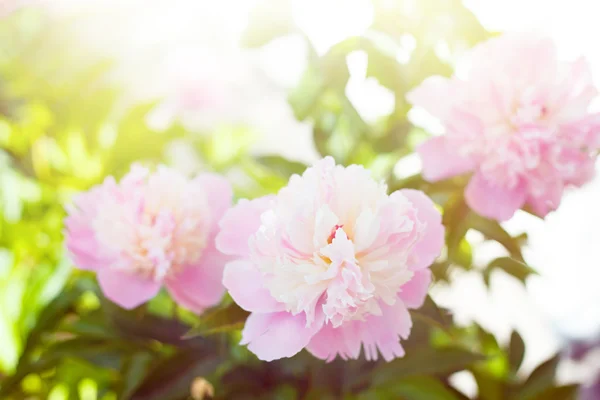 stock image White peony.