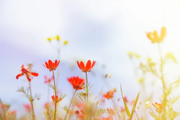 Alan çimen, mor çiçekler ve kırmızı. — Stok fotoğraf