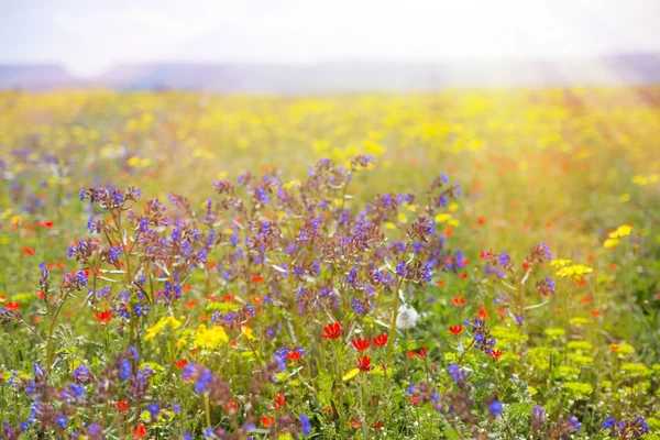 Field with grass, violet flowers and red. — Stock Photo, Image