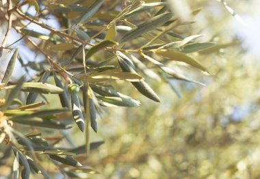 Zeytin ağacı brunch 'ı