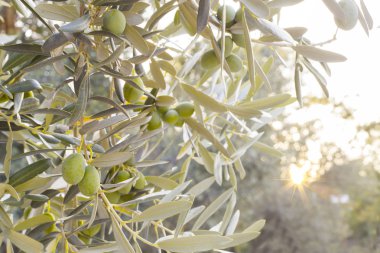 Zeytin ağacı brunch 'ı