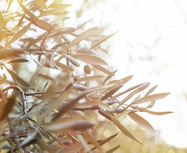 올리브 나무 브런치 — 스톡 사진