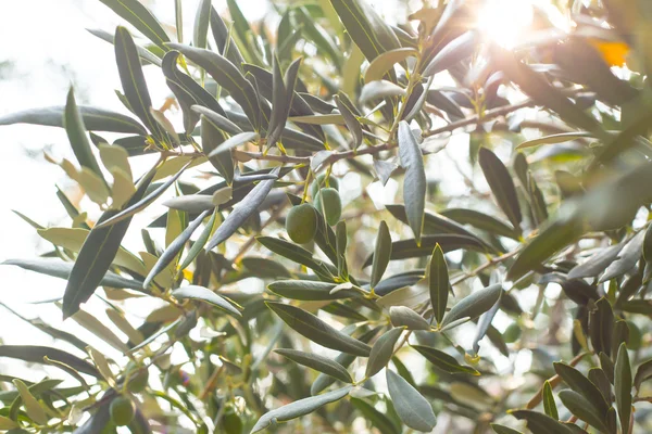 Olive tree brunch — Stock Photo, Image