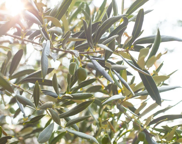 Almuerzo de olivo — Foto de Stock