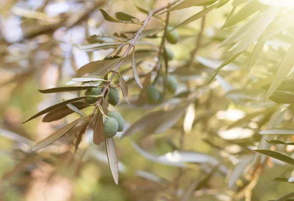 橄榄树早午餐 — 图库照片
