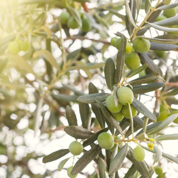 Brunch de oliveira — Fotografia de Stock