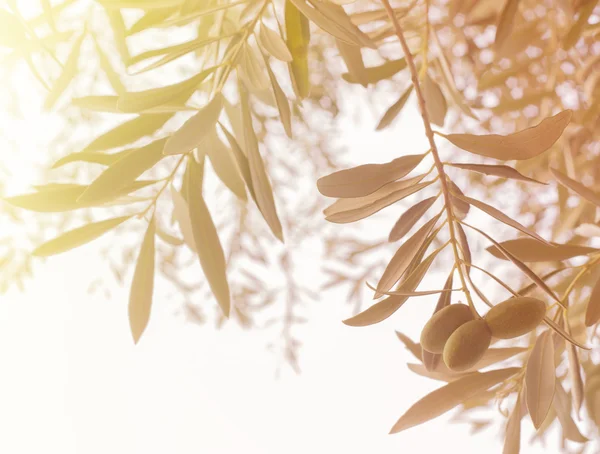 Zeytin ağacı dalı. — Stok fotoğraf