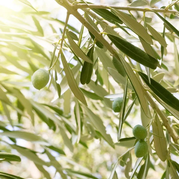 Zeytin ağacı brunch 'ı — Stok fotoğraf