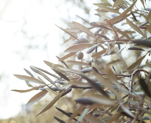 Olive tree brunch — Stock Photo, Image