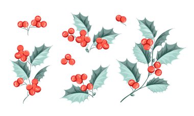 Noel dallarının bir dizi çizimi. Holly elementleri.