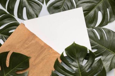 Canavar yapraklı tropikal çerçeve.