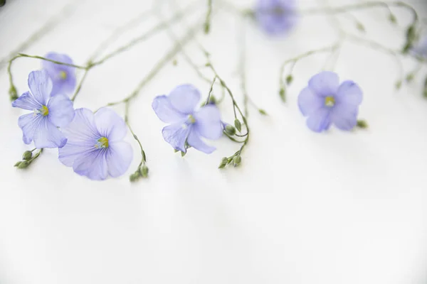 Beyaz arka planda çiçek açan keten çiçekleri. — Stok fotoğraf