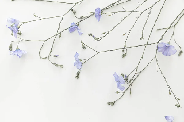 Fioritura fiori di lino su uno sfondo bianco. — Foto Stock
