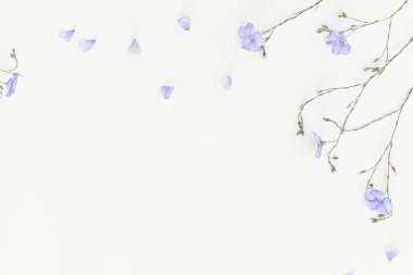 Beyaz arka planda çiçek açan keten çiçekleri.