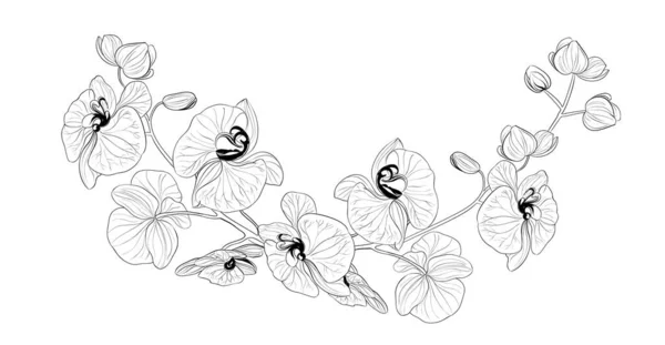 Vector drawing of a frame from orchid branches on a black and white background. — Stock Vector