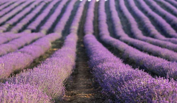 Lavendelfeld bei Sonnenuntergang. Reihen blühenden Lavendels bis zum Horizont. Region Provence in Frankreich. — Stockfoto