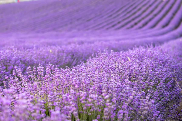 Campo di lavanda al tramonto. Righe di lavende fiorite all'orizzonte. Regione Provenza Francia. — Foto Stock