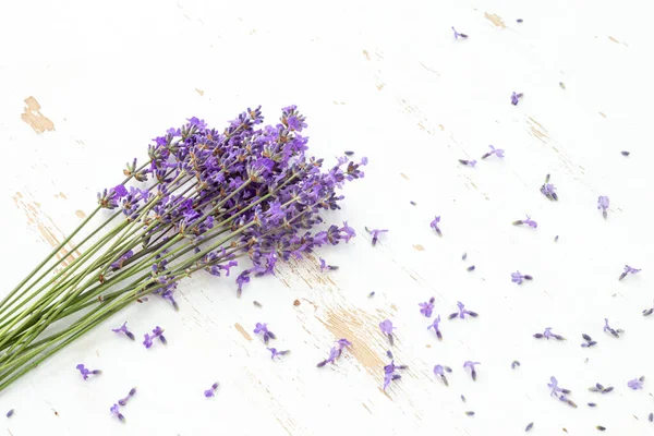 Bouquets de lavanda em um fundo isolado. Flores roxas. — Fotografia de Stock