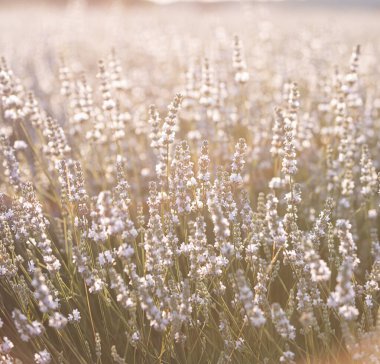 Provence, Fransa 'da beyaz lavanta tarlasında gün batımı.