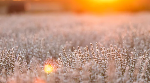 Coucher de soleil sur un champ de lavande blanche en Provence, France. — Photo
