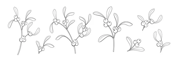 Conjunto de diferentes ramos de flores de visco no fundo branco. — Vetor de Stock