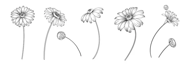 Set of differents flowers on white background. — Stock Vector