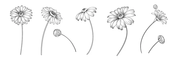 Ensemble de fleurs différentes sur fond blanc. — Image vectorielle