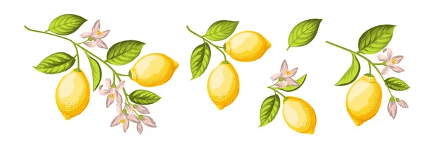 Sada různých citronů větev na bílém pozadí. — Stockový vektor