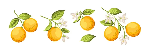 Oranges sur branche sur fond blanc. — Image vectorielle