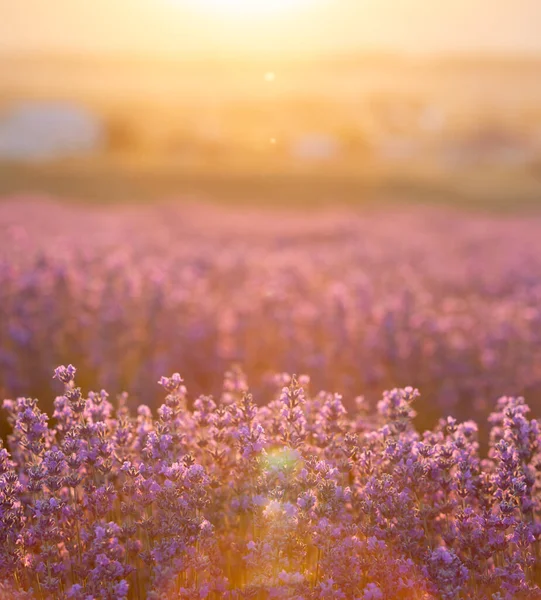 Arbustos de lavanda primer plano al atardecer. El atardecer brilla sobre flores púrpuras de lavanda. Provenza región de Francia. — Foto de Stock