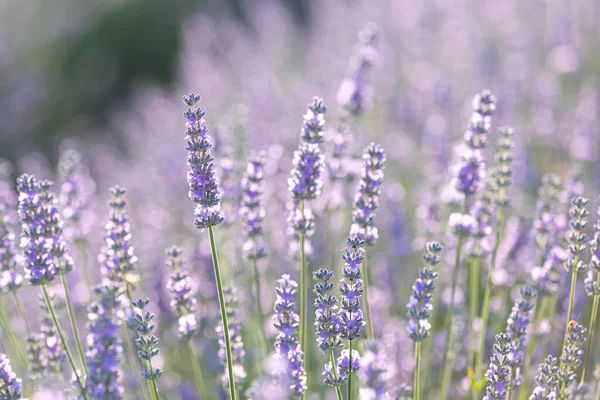 Lavendelsträucher in Nahaufnahme bei Sonnenuntergang. Sonnenuntergang schimmern über violetten Lavendelblüten. Französische Provence. — Stockfoto