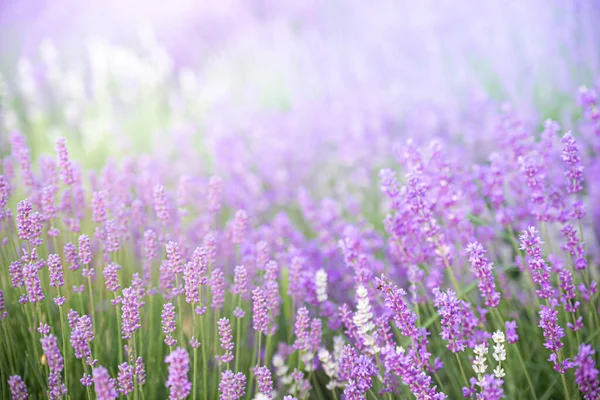 Lavender bushes closeup on sunset. Sunset gleam over purple flowers of lavender. Provence region of France. — Stock Photo, Image