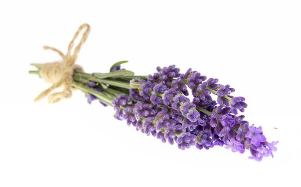 Bouquets di lavanda su uno sfondo isolato. Fiori viola. — Foto Stock