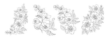 Beyaz arkaplanda farklı sakura kümeleri.