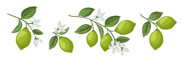 Ensemble de différentes branches de tilleuls sur fond blanc. — Image vectorielle