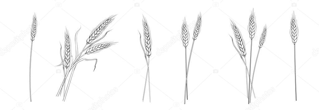 Set of different branches of wheat on white background.