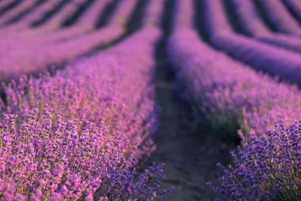 Lavendelfeld bei Sonnenuntergang. Reihen blühenden Lavendels bis zum Horizont. Region Provence in Frankreich. — Stockfoto