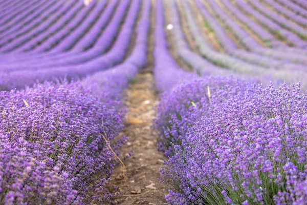 Lavendelfeld bei Sonnenuntergang. Reihen blühenden Lavendels bis zum Horizont. Region Provence in Frankreich. — Stockfoto