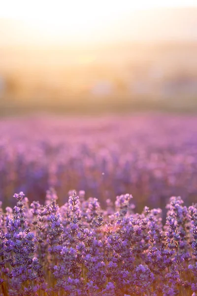 Cespugli di lavanda primo piano al tramonto. Tramonto splende su fiori viola di lavanda. Regione Provenza di Francia. — Foto Stock