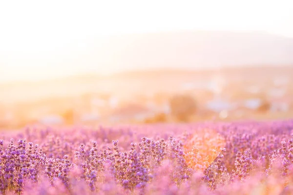 Lawendowe krzaki zamykają się o zachodzie słońca. Zachód słońca lśni nad purpurowymi kwiatami lawendy. Region prowansalski Francji. — Zdjęcie stockowe