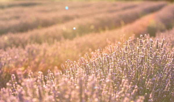 Les buissons de lavande se rapprochent au coucher du soleil. Coucher de soleil luisant sur les fleurs violettes de lavande. Provence région de france. — Photo