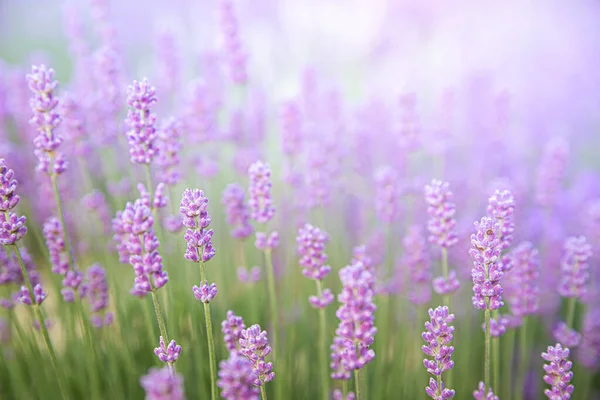 Lavendelsträucher in Nahaufnahme bei Sonnenuntergang. Sonnenuntergang schimmern über violetten Lavendelblüten. Französische Provence. — Stockfoto