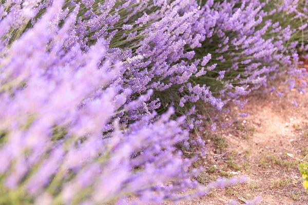 Lavendelsträucher in Nahaufnahme bei Sonnenuntergang. Sonnenuntergang schimmern über violetten Lavendelblüten. Französische Provence. — Stockfoto