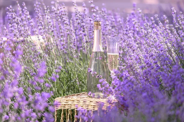 Glass of champagne in a lavender field. Violet flowers on the background. — Stock Photo, Image