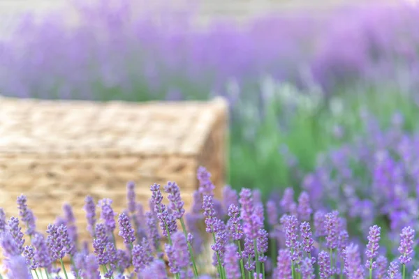 Perspektivischer Hintergrund mit Holztisch für Ihr Design. Lavendelfelder in der Provence — Stockfoto