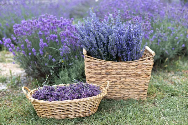 Skördesäsong. Lavendel buketter och korg. — Stockfoto