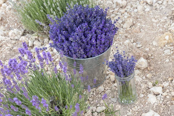 Harvesting season. Lavender bouquets in the bucket. — Stock Photo, Image