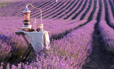 Lavanta özü yağ ve hidrolatın damıtılması. Çiçek tarlası için bakır alambik