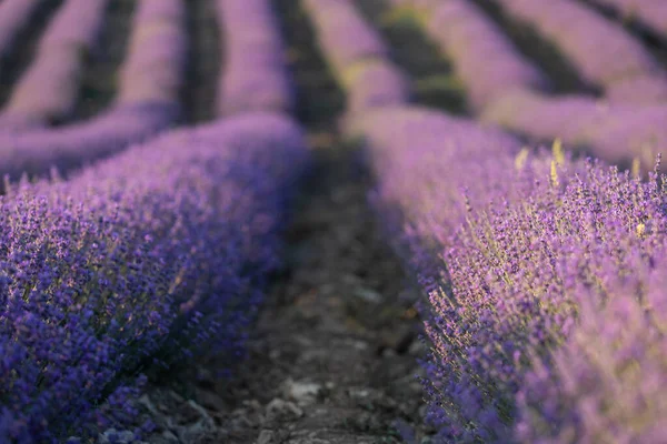 Lavendelfält Vid Solnedgången Rader Blommande Lavende Till Horisonten Provence Regionen — Stockfoto