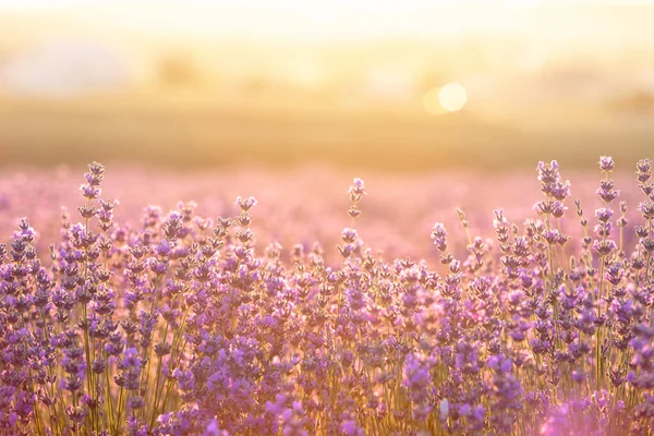 Lavendel Buskar Närbild Vid Solnedgången Solnedgången Glimmar Över Lila Blommor — Stockfoto